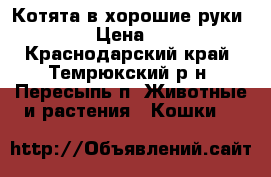 Котята в хорошие руки:) › Цена ­ 1 - Краснодарский край, Темрюкский р-н, Пересыпь п. Животные и растения » Кошки   